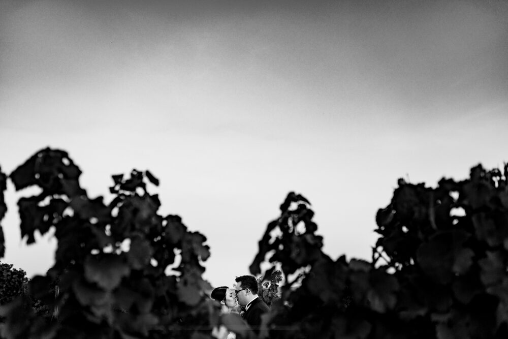 Die Weinreben als Silhouette gegen den Abendhimmel — Schwarz-Weiß